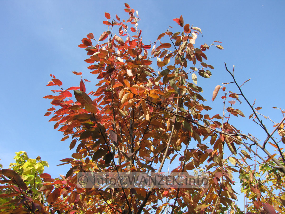 Amelanchier arborea Robin Hill - Herbst2.JPG